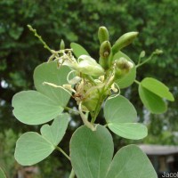 Bauhinia racemosa Lam.